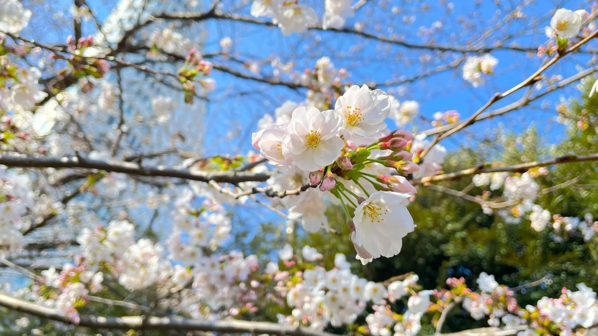 Hotel Allamanda Aoyama Tokyo