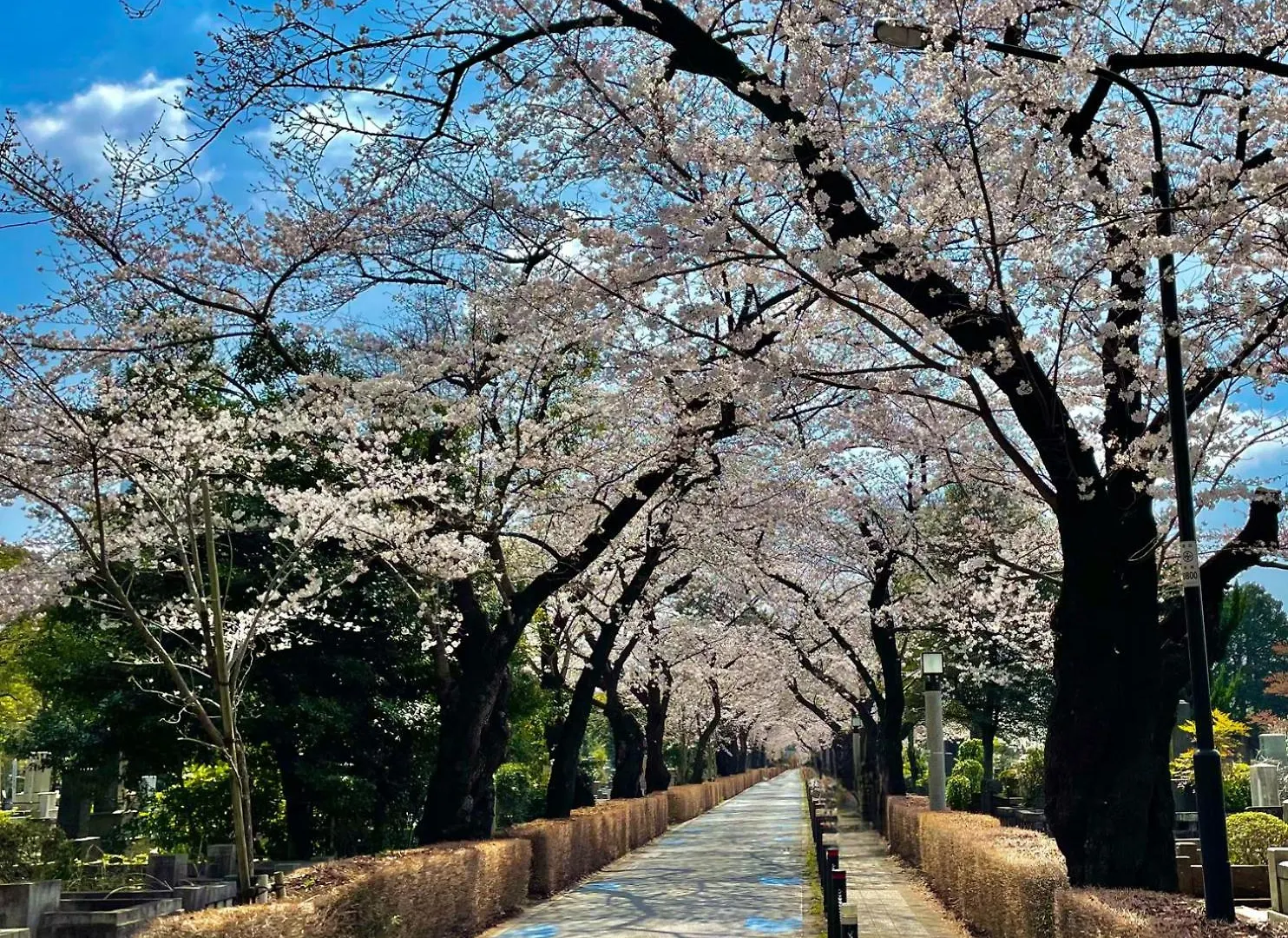 ***** 酒店 东京繁花青山酒店 東京都 日本