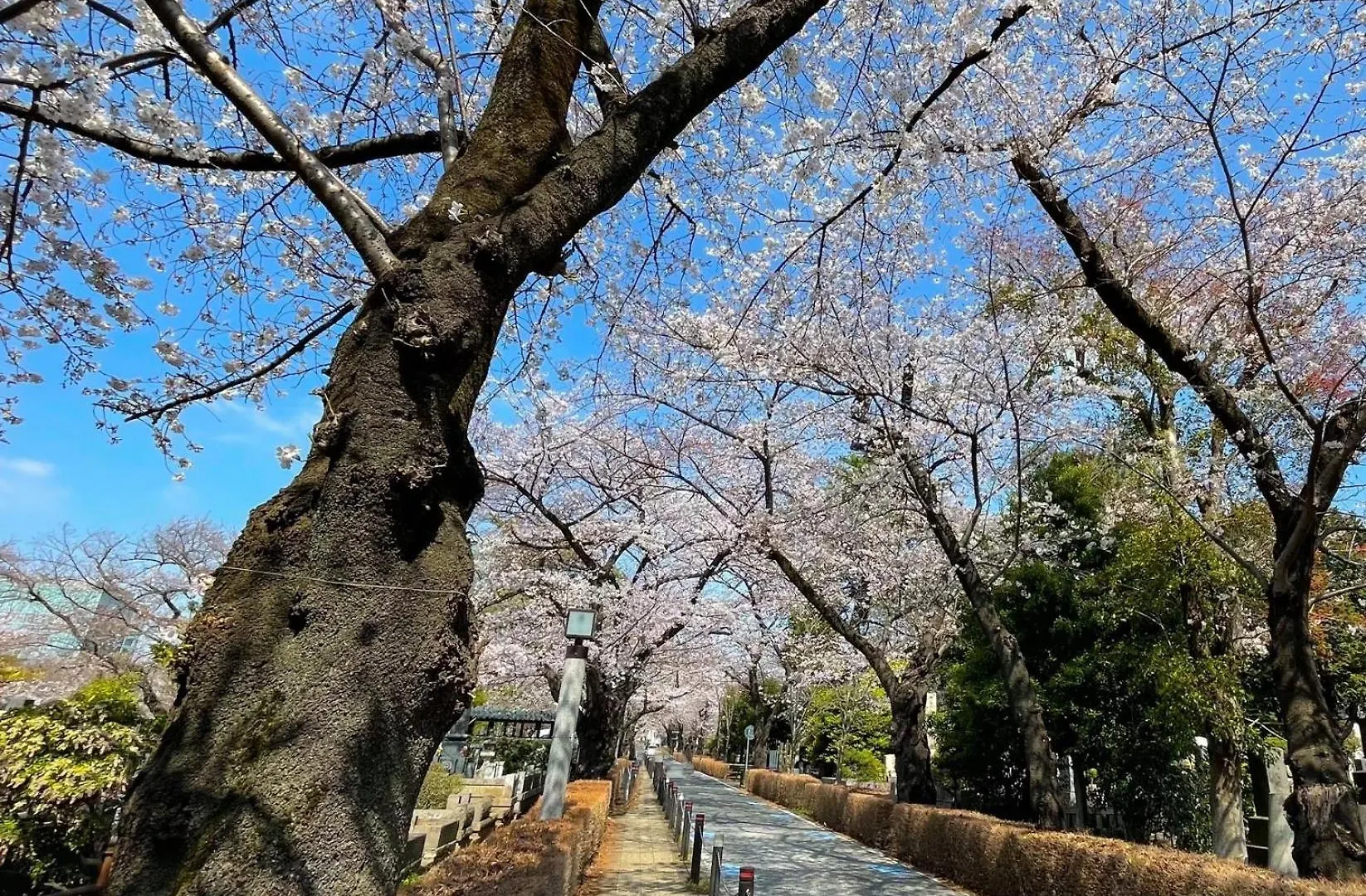 东京繁花青山酒店 東京都 酒店